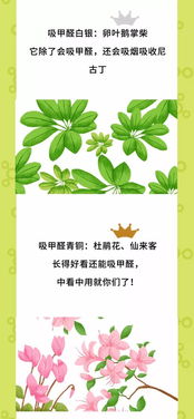 央視公認除甲醛最好的十大產(chǎn)品